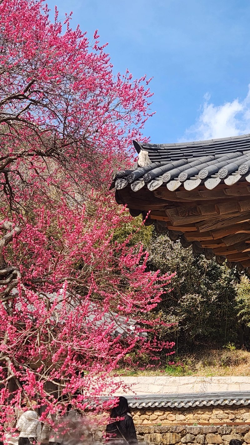 전남 구례 화엄사 홍매화. 한국관광공사 제공