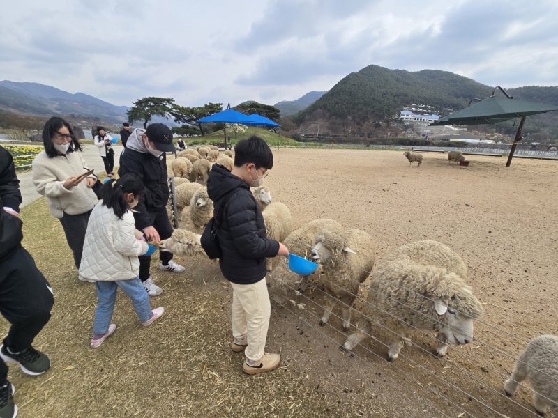 지리산 치즈랜드 양떼 먹이주기 체험