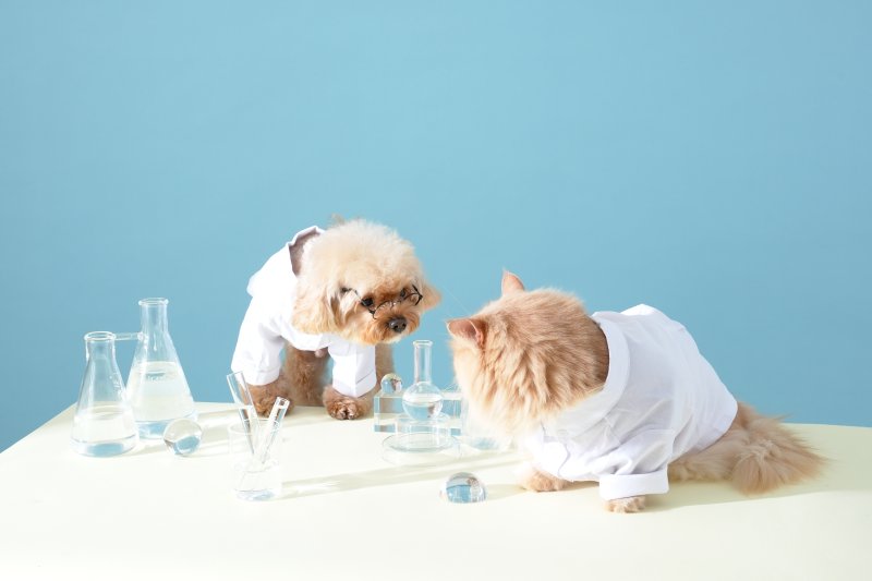 "세살 푸들 90%가 좋아하는 사료예요"… 반려동물도 맞춤케어가 대세 [Weekend 반려동물]