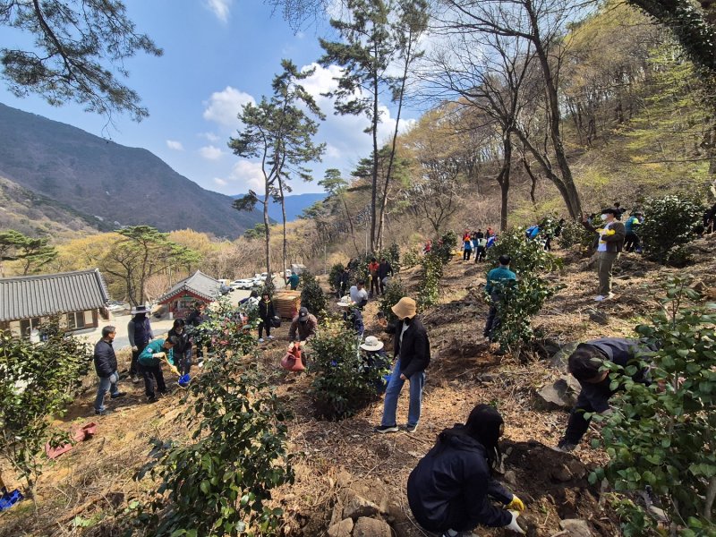 [창원=뉴시스] 강경국 기자 = 제80회 식목일(4월5일)을 하루 앞둔 4일 오전 경남 창원시 마산회원구 내서읍 신감리 광산사 인근 광려산에서 제종남 마산회원구청장을 비롯한 지역 주민들이 동백나무를 심고 있다. (사진=창원시청 제공). 2025.04.04. photo@newsis.com *재판매 및 DB 금지