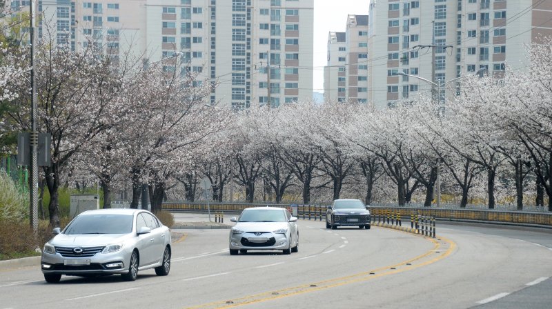 [전주=뉴시스] 김얼 기자 = 완연한 봄 날씨가 연일 이어지고 있는 3일 전북 전주시 가리내로에 벚꽃이 만개해 있다. 2025.04.03. pmkeul@newsis.com