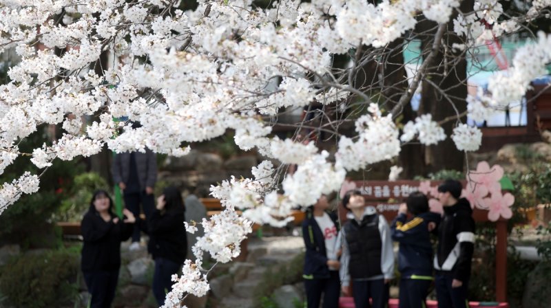 마산 성지여고 제주 왕벚나무 (출처=연합뉴스)
