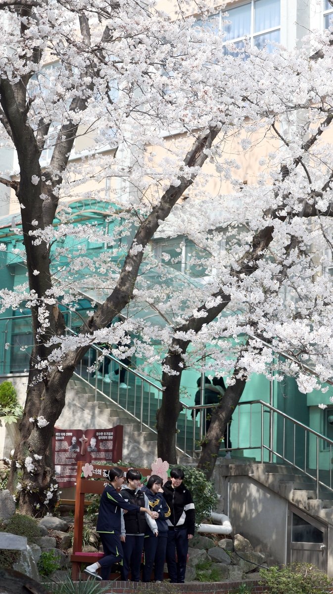 마산 성지여고 왕벚나무 (출처=연합뉴스)