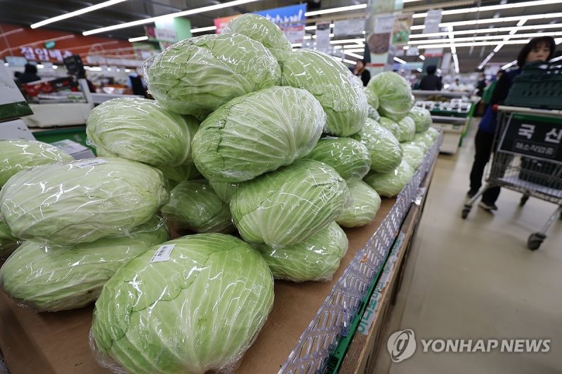 양배추 한 포기 평균 6천원 (출처=연합뉴스)