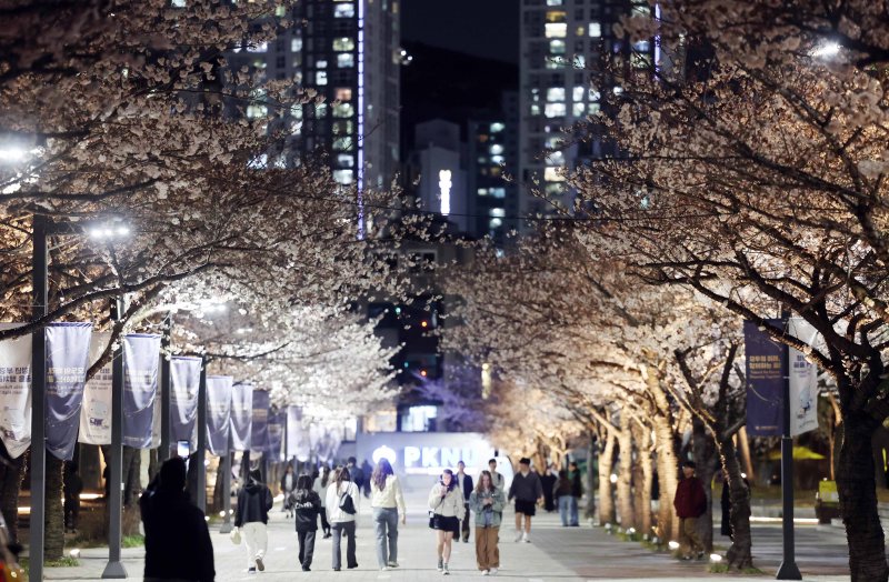 [부산=뉴시스] 하경민 기자 = 2일 부산 남구 국립부경대 백경광장을 찾은 학생과 시민 등이 활짝 핀 벚꽃을 구경하고 있다. 2025.04.02. yulnetphoto@newsis.com