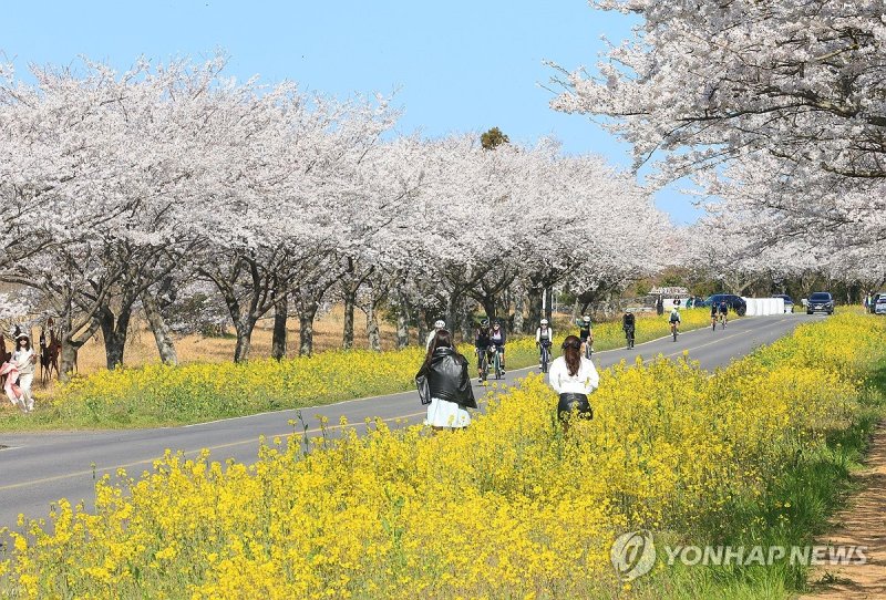유채꽃과 벚꽃 어우러진 제주 녹산로 (출처=연합뉴스)