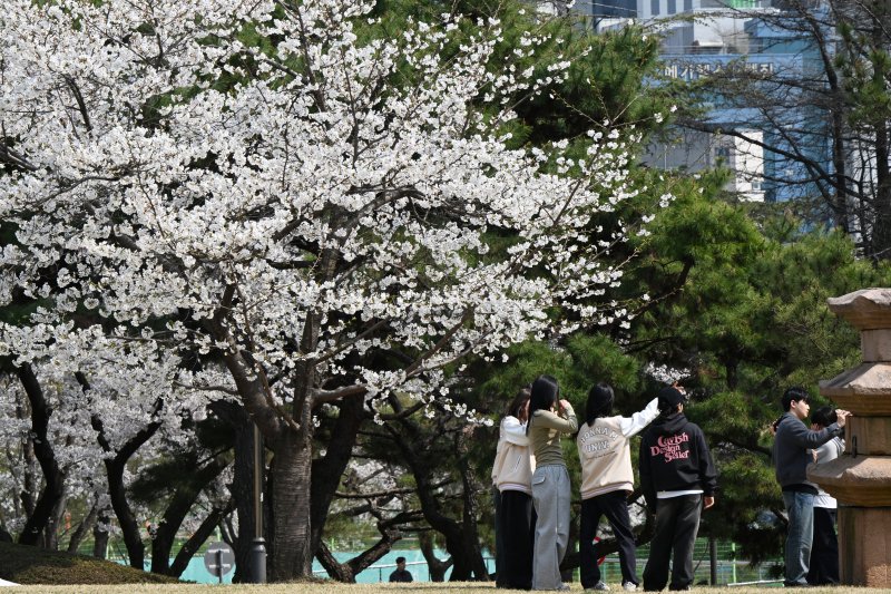 [광주=뉴시스] 박기웅 기자 = 2일 오후 광주 북구 용봉동 전남대학교 캠퍼스에서 학생들이 활짝 핀 벚꽃을 배경으로 사진을 찍고 있다. 2025.04.02. pboxer@newsis.com