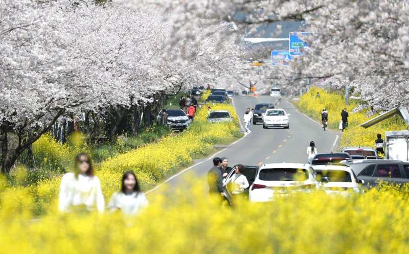 [서귀포=뉴시스] 우장호 기자 = 완연한 봄날씨를 보인 6일 오전 제주 서귀포시 표선면 가시리 녹산로를 찾은 시민과 관광객들이 활짝핀 벚꽃과 유채꽃길을 걸으며 깊어가는 봄을 만끽하고 있다. 2025.04.06. woo1223@newsis.com