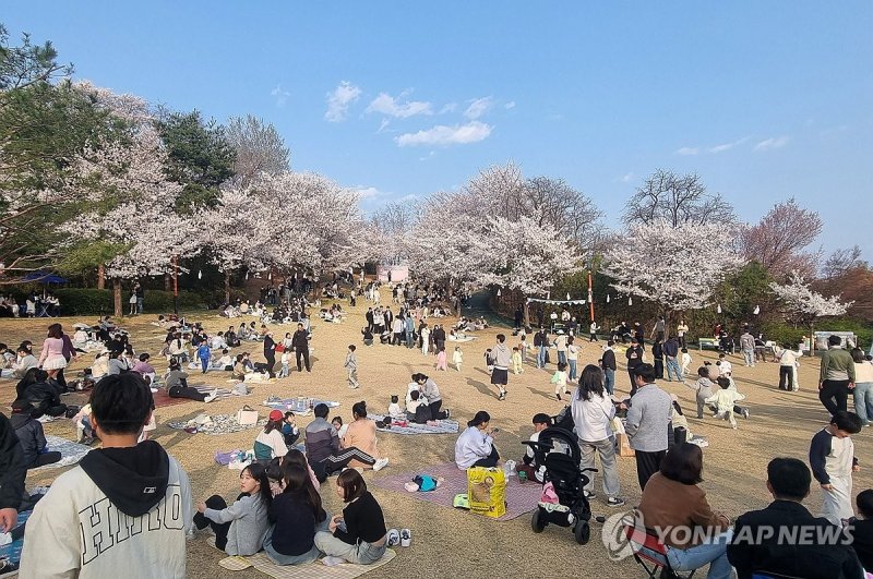 활짝 핀 벚꽃 그늘에서 즐기는 봄 (출처=연합뉴스)