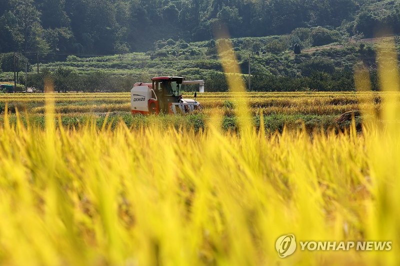 추수 (출처=연합뉴스)