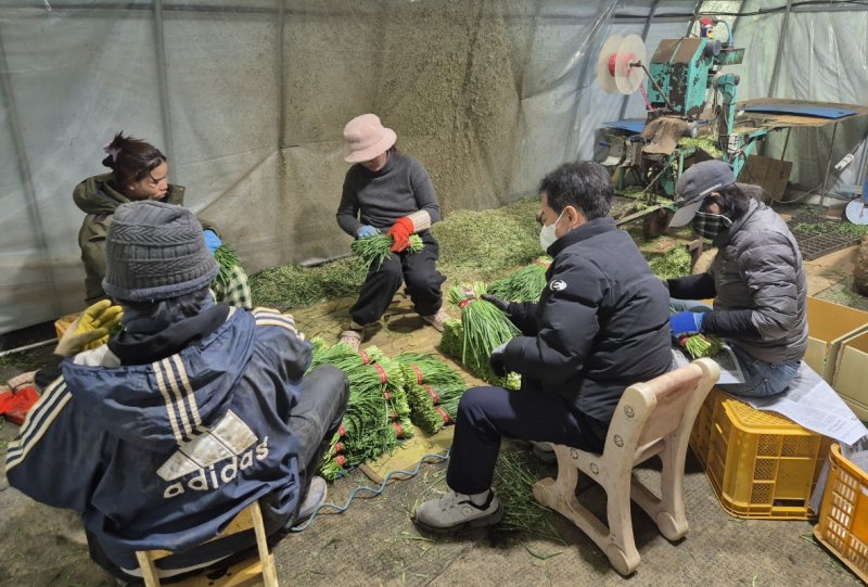 경주지역 부추 농가에서 일하는 외국인 계절근로자들