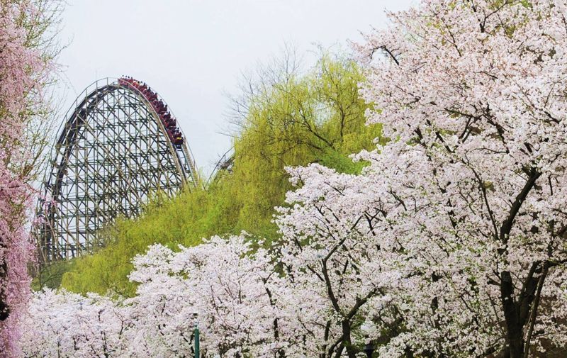 티익스프레스 주변에 활짝 핀 벚꽃. 에버랜드 제공