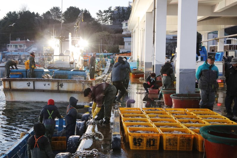 강원도 양양군 남애항에서 어민들이 갓 잡아온 오징어를 분류하고 있다. (양양군 제공, 재판매 및 DB 금지)
