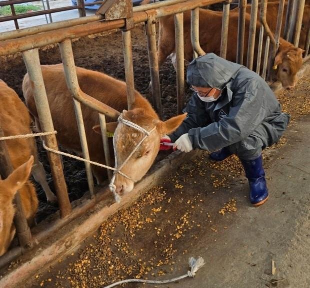 정읍시가 4개월령 이상 소 9만 7165마리에 대해 이달 말까지 럼피스킨 예방백신 접종을 실시한다.(정읍시 제공. 재판매 및 DB금지)
