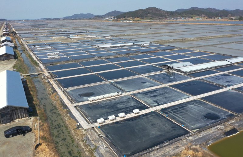 [신안=뉴시스] 이영주 기자 = 7일 오전 전남 신안군 하늘에서 바라본 태평염전에서 천일염 생산을 위해 해수를 말리는 작업이 진행되고 있다. 태평염전에서 생산돼 수출길에 오른 일부 천일염 제품은 지난 3일(현지 시간) 미국 세관국경보호청(CBP)에 의해 '강제노동에 의한 생산품'으로 의심돼 수입 보류 명령이 내려졌다. 2025.04.07. leeyj2578@newsis.com