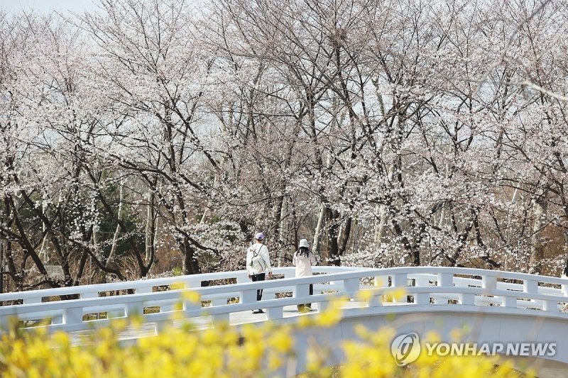 완연한 봄 날씨 (출처=연합뉴스)