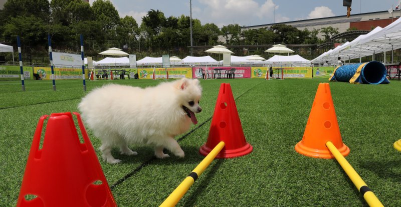 서울 송파구 송파여성축구장에서 열린 반려동물 이동식 놀이터인 '댕댕파크'를 찾은 반려동물이 즐거운 시간을 보내고 있다. 2023.5.18/뉴스1 ⓒ News1 박지혜 기자