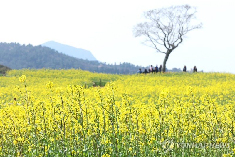 봄 정취 물씬 나는 신화가든 (출처=연합뉴스)