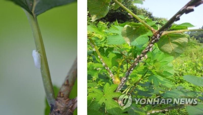 미국선녀벌레 (출처=연합뉴스)