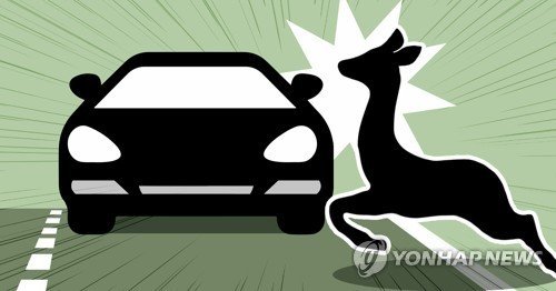 동물 찻길 사고 (출처=연합뉴스)