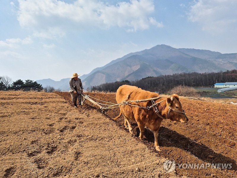 봄이 왔소 (출처=연합뉴스)
