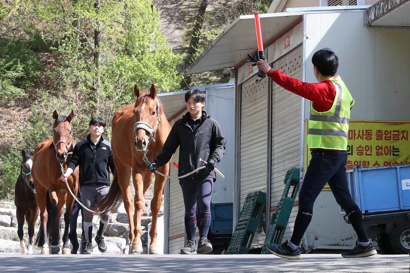 8일 오후 대구 달서구 대덕승마장에서 앞산 산불 상황을 가정해 실시된 마필 대피 훈련에서 교관과 마필관리원 등 승마장 관계자들이 마사동에서 휴식하던 말을 실외 마장으로 안전하게 대피시키고 있다. 2025.4.8/뉴스1 ⓒ News1 공정식 기자