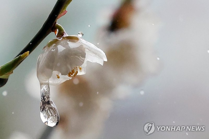 봄비와 매화 (출처=연합뉴스)