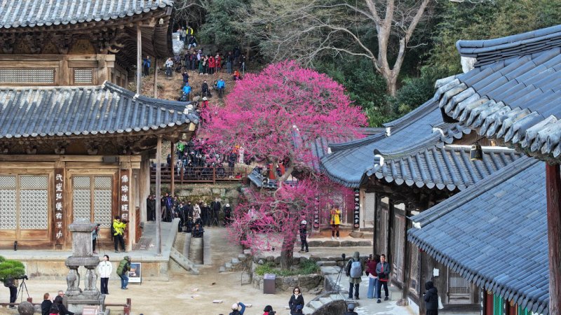 구례 화엄사.(화엄사 제공. 재판매 및 DB 금지)