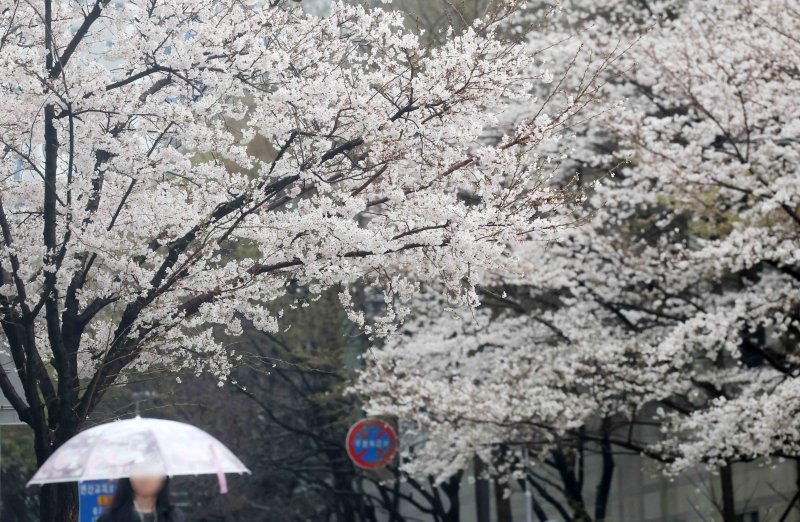 [부산=뉴시스] 하경민 기자 = 봄비가 내린 27일 부산 연제구의 한 거리에서 우산을 쓴 시민들이 활짝 핀 벚꽃나무 아래를 지나가고 있다. 2025.03.27. yulnetphoto@newsis.com