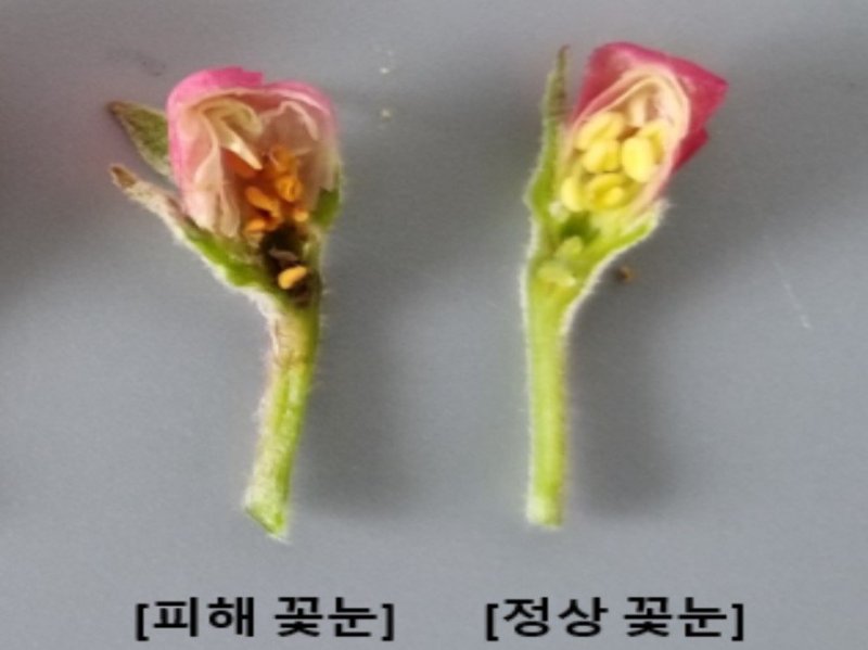 사과꽃 저온 피해 사례 (출처=연합뉴스)