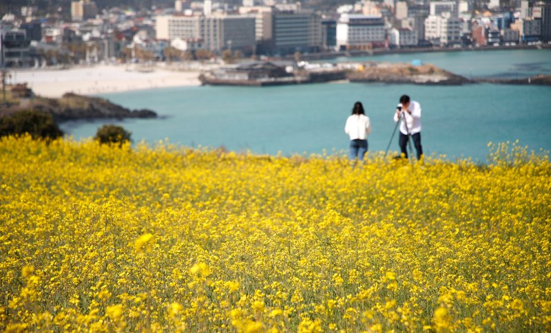 [제주=뉴시스] 우장호 기자 = 포근한 날씨를 보인 9일 오전 제주시 조천읍 서우봉에 유채꽃이 활짝 피어나 지나는 이들의 시선을 끌고 있다. 2025.04.09. woo1223@newsis.com
