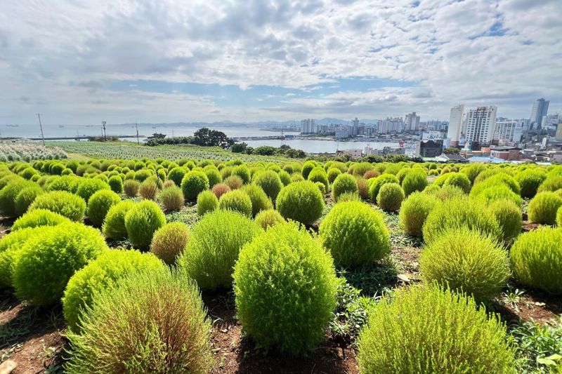 유채꽃 뷰 맛집 울산 방어진 슬도 인기.. 이번 주말 축제