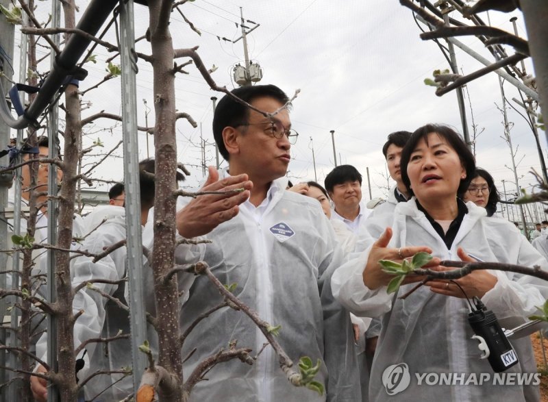 과수 개화기 생육상황 점검 (출처=연합뉴스)