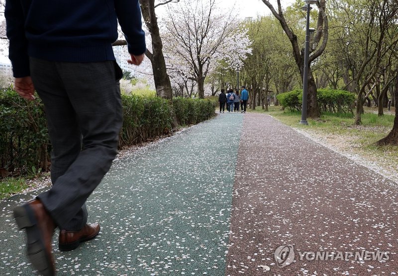 꽃잎 깔린 산책길 (출처=연합뉴스)