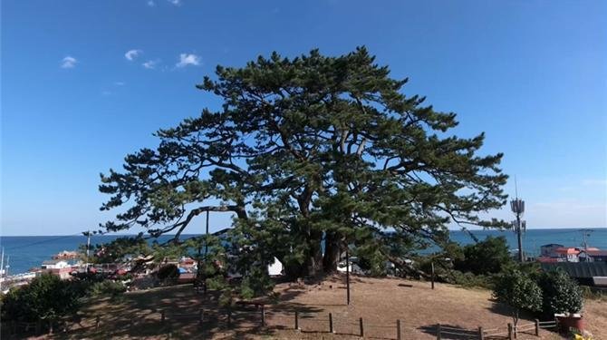 부산시 기장군 죽성리 '곰솔'. 부산시 제공