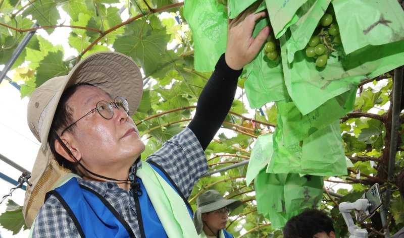 이재명 더불어민주당 대표가 25일 오전 집중호우 피해를 입은 충남 부여 정동리 일대 포도 농가에서 수해 복구작업을 하고 있다. 2023.7.25/뉴스1 ⓒ News1 김기태 기자