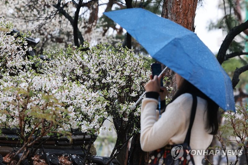 벚꽃놀이는 금요일까지…주말 전국 강풍 동반 많은 비 (출처=연합뉴스)