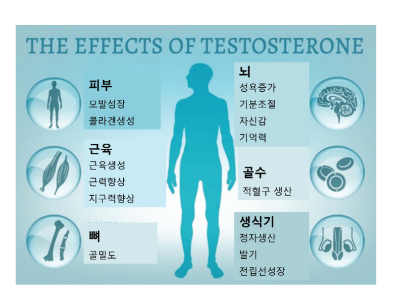 꽁꽁 묶인 60%, 자유로운 2%: 테스토스테론의 숨겨진 진실 [안철우 교수의 호르몬 백과사전]