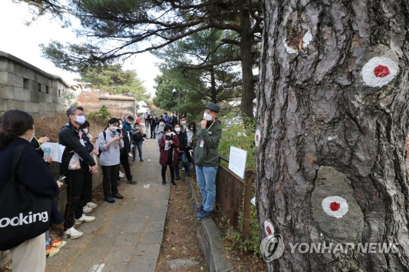 1·21사태 당시 군경과 무장공비 교전 중 총탄 흔적 남은 북악산 소나무 (출처=연합뉴스)