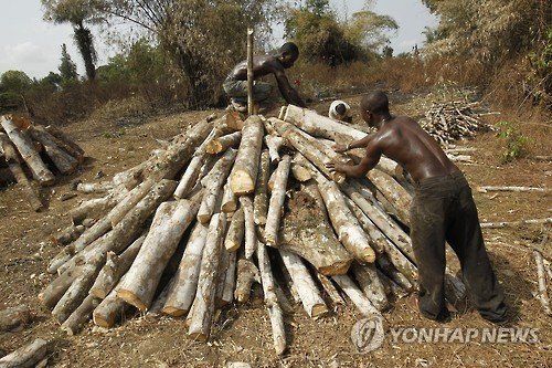 라이베리아의 고무나무 (출처=연합뉴스)