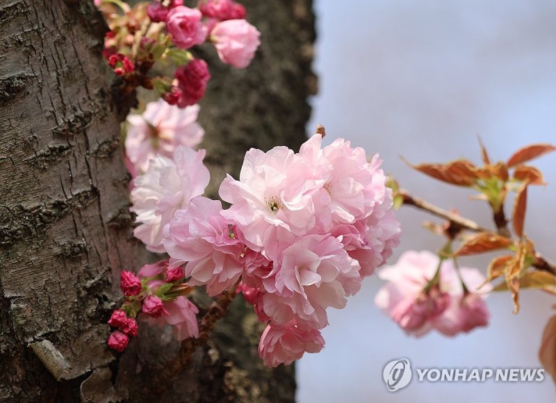 벚꽃이 지면 피어나는 꽃, 겹벚꽃 개화 시작 (출처=연합뉴스)