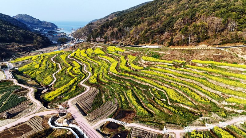 [남해=뉴시스] 차용현 기자 = 11일 오전 경남 남해군 상주면 두모마을 다랭이 논에 유채꽃이 흐드러지게 피어 장관을 이루고 있다. 남해군은 이곳에 파라다랑스라는 꽃별테마공원을 조성했다. '파라다랑스'는 '파라다이스(paradise)'와 한국의 전통적인 농업을 상징하는 '다랑논'의 합성어다. 자연과 문화의 조화로운 만남을 표현한 이름이다. 2025.04.11. con@newsis.com