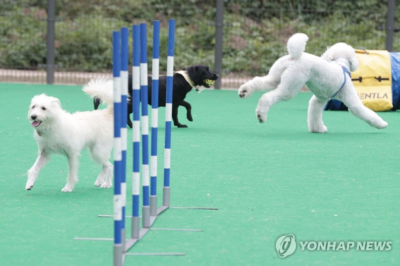뛰노는 반려동물들 (출처=연합뉴스)