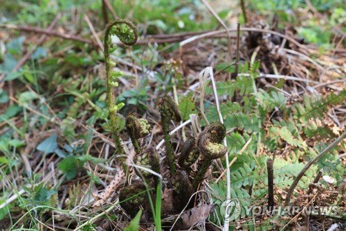 제주 고사리 (출처=연합뉴스)