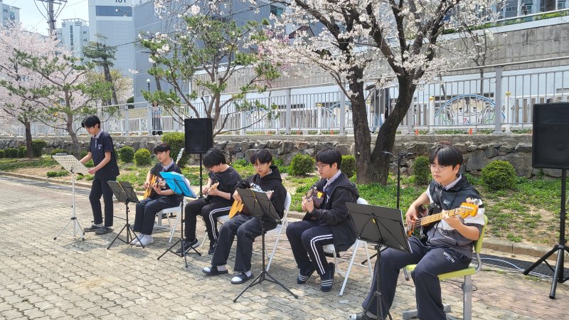 [논산=뉴시스]교내 왕벚나무 아래에서 논산중학교 기타동아리 '하늬울림'과 밴드동아리 '041'이 함께 기획한 '벚꽃 버스킹'을 하고 있다. 2025. 04. 11 photo@newsis.com *재판매 및 DB 금지