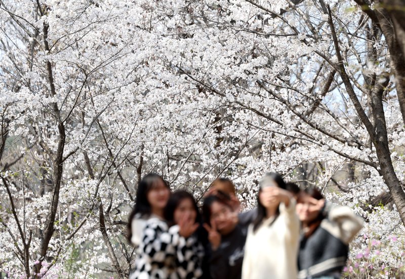 [대구=뉴시스] 이무열 기자 = 포근한 봄 날씨를 보인 3일 대구 달서구 계명대학교 성서캠퍼스에서 학생들이 만개한 벚꽃 배경으로 사진을 찍고 있다. 2025.04.03. lmy@newsis.com
