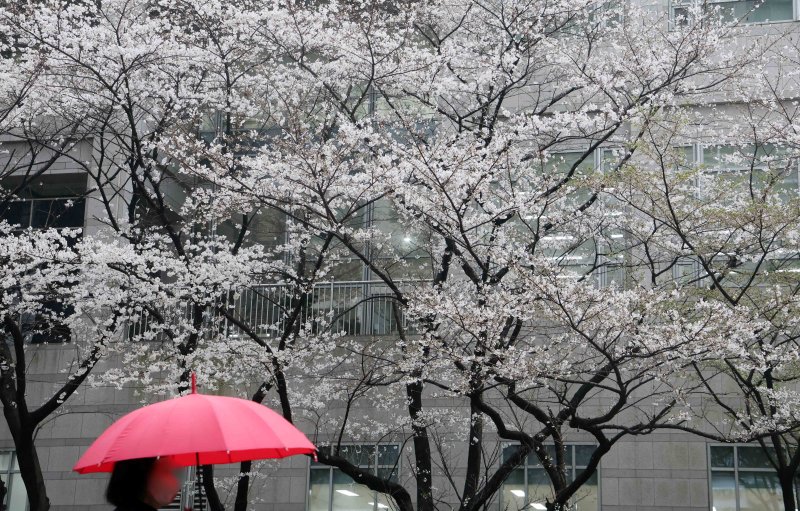[부산=뉴시스] 하경민 기자 = 봄비가 내린 27일 부산 연제구의 한 거리에서 우산을 쓴 시민들이 활짝 핀 벚꽃나무 아래를 지나가고 있다. 2025.03.27. yulnetphoto@newsis.com