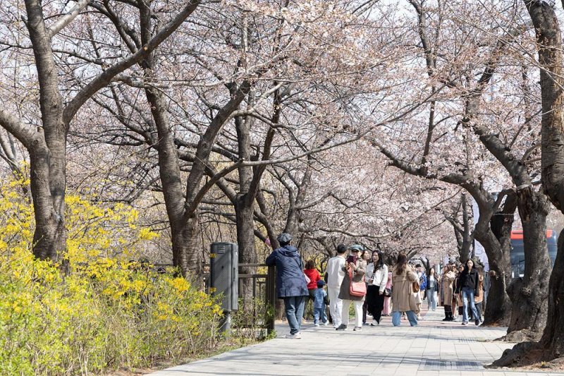 봄꽃 축제 현장.(영등포구 제공)