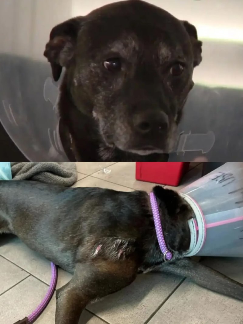 [서울=뉴시스] 코나는 어깨에 상처를 입었으나 목숨을 건질 수 있었다. (사진=FOX13 캡처)