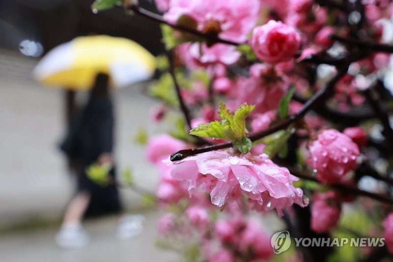 봄비 (출처=연합뉴스)